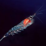 krill