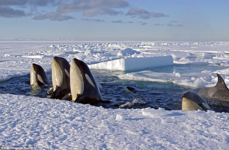 Faune Et Flore En Antarctique Un Lavardacais En Antarctique